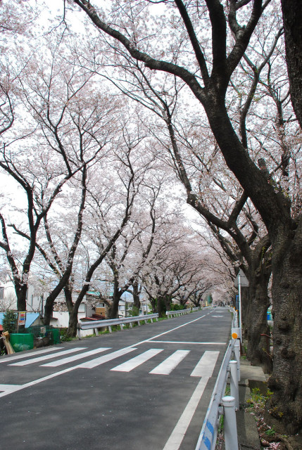 三川合流点の桜並木